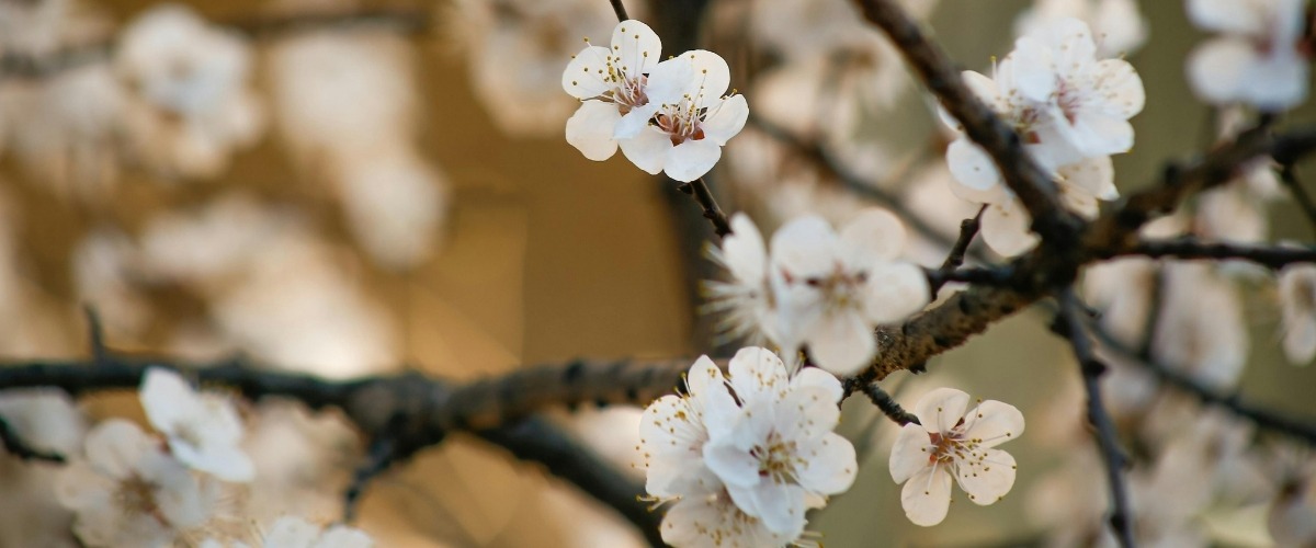 banner-image