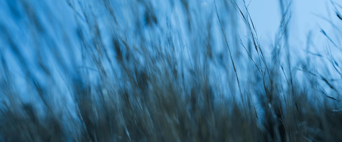 banner-image