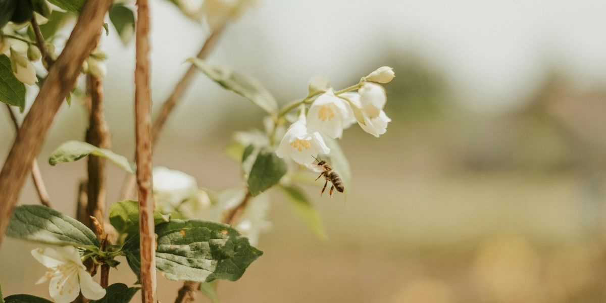 banner-image