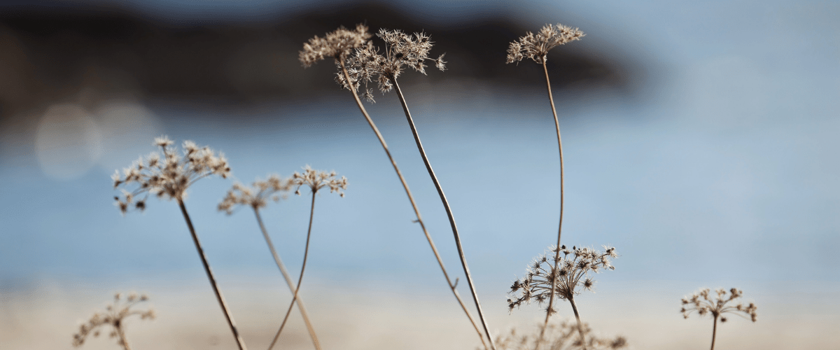 banner-image